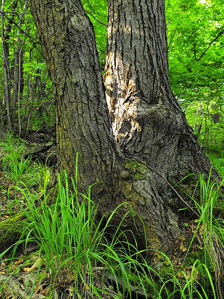 istock Old tree with big roots in green jungle forest 519659302