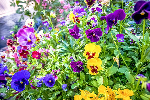 istock Summer flowers in the garden 519660096