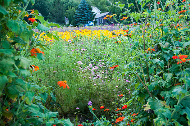 istock Looking through a field of flowers 519660295