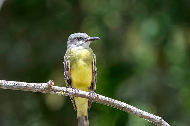 istock Fly catcher on a tree branch in Costa Rica. 519660408