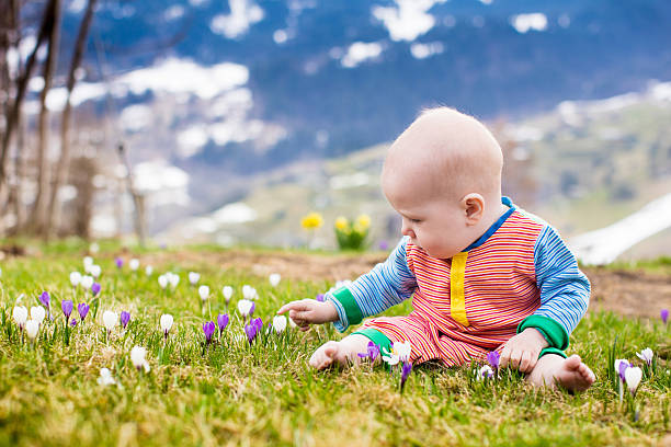 少し 赤ちゃん と遊ぶクロッカスの花では、アルプスの山々 - spring crocus temperate flower european alps ストックフォトと画像