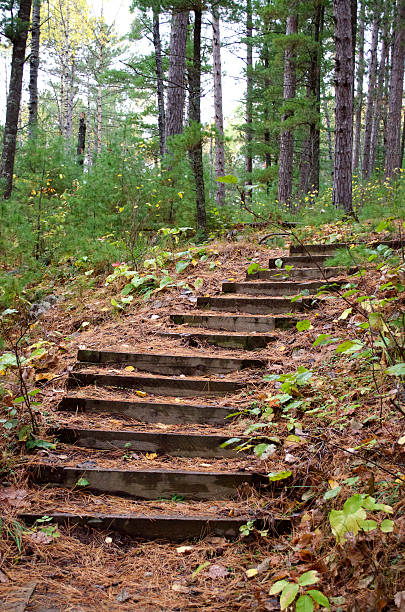 istock Stairs in the Woods 519660871