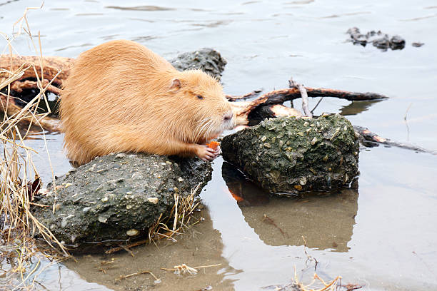 ratão-do-banhado - nutria rodent beaver water imagens e fotografias de stock