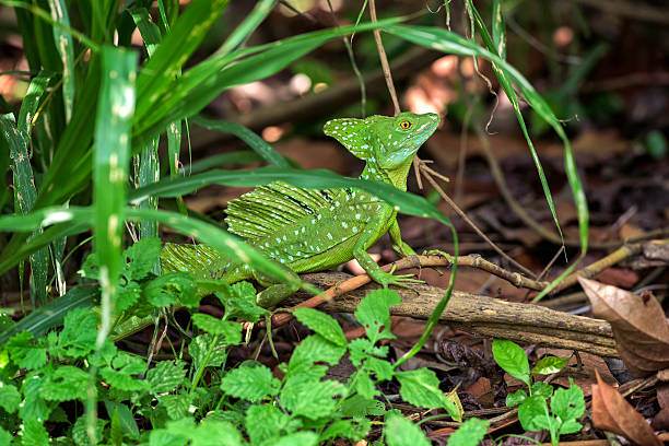 istock Green basilisk on a Costa Rican river bank. 519661026