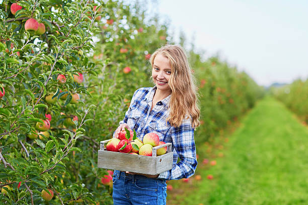 istock Woman picking ripe organic apples 519661480