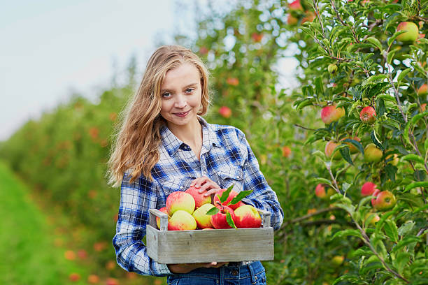 istock Woman picking ripe organic apples 519661640