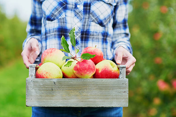istock Woman picking ripe organic apples 519661762