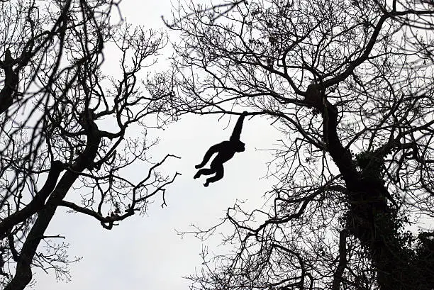 A Siamang Gibbon (monkey) swinging through the trees at Fota Wildlife Park in county Cork, Ireland.