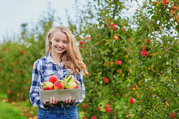 istock Woman picking ripe organic apples 519661948