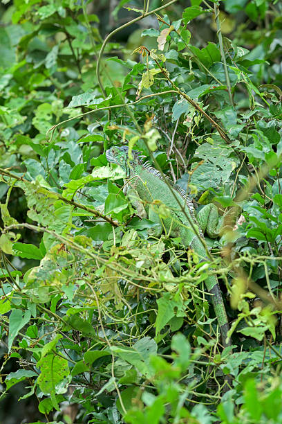 Iguana in some bushes in Costa Rica. stock photo