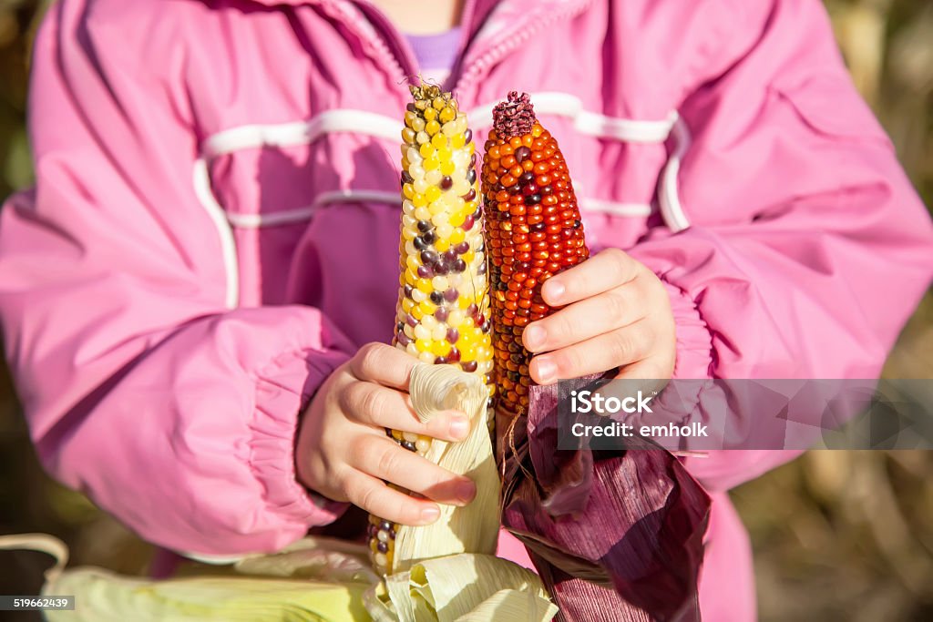 Girls Holding Ears of Colorful Popcorn Little girl holding up two ears of freshly harvested multicolored popcorn. 2-3 Years Stock Photo