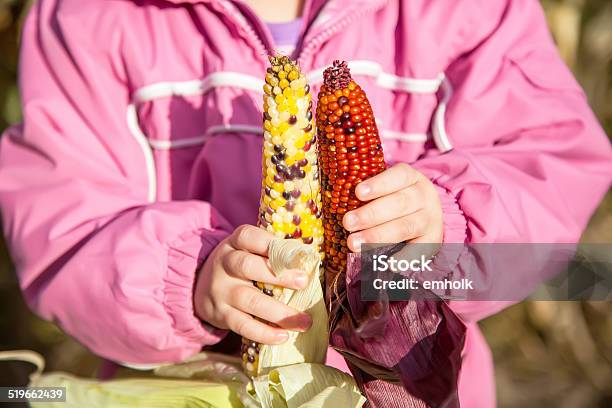 Girls Holding Ears Of Colorful Popcorn Stock Photo - Download Image Now - 2-3 Years, Agricultural Field, Agriculture