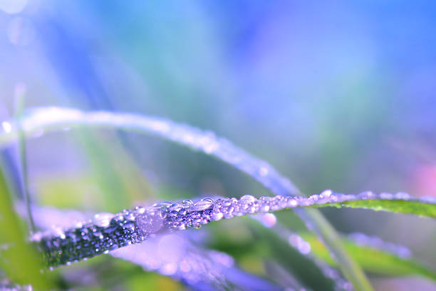 morning dew sull'erba - leaf defocused dew focus on foreground foto e immagini stock