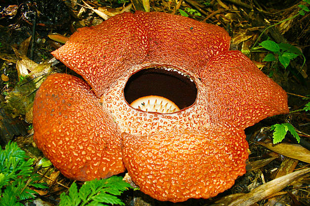 istock Rafflesia keithii, the biggest flower 519662837