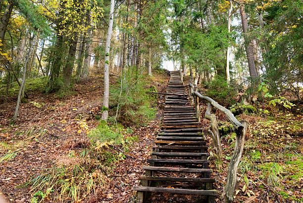 istock Old wooden stairs in the forest 519663071