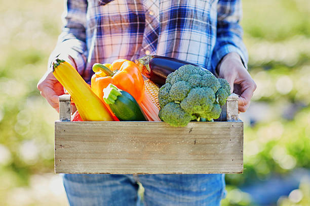 istock Woman with fresh organic vegetables from farm 519663564