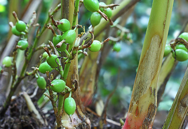 Unripe Cardamom Pods in Plant Green and unripe cardamom pods in plant in Kerala, India. Cardamom is the third most expensive spice by weight. Guatemala is the biggest producer of cardamom. cardamom stock pictures, royalty-free photos & images