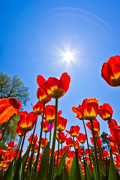 istock Tulips Festival in Ottawa 519663864
