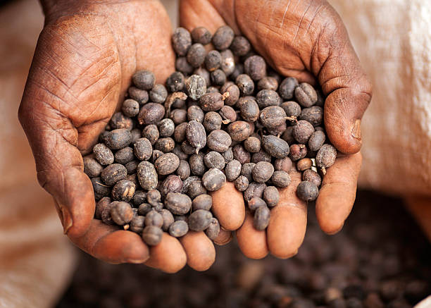 кенийский справедливой торговли кофе - coffee crop farmer equality coffee bean стоковые фото и изображения