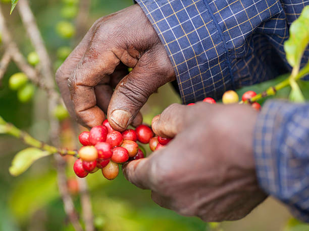 ケニアフェアトレードコーヒーの農家 - africa farmer african descent agriculture ストックフォトと画像