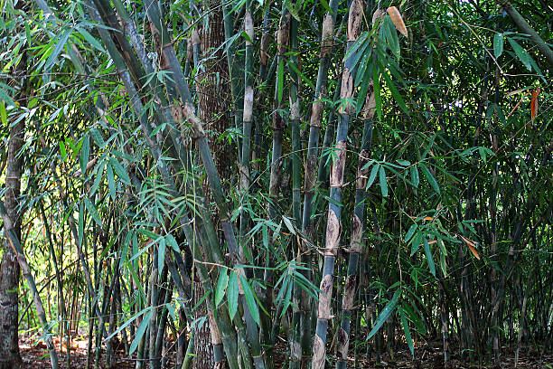 bambus - bamboo leaf bamboo shoot feng shui zdjęcia i obrazy z banku zdjęć