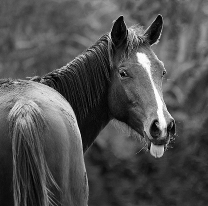 Horse with white blaze, rump to cameram has it's head turned around and it's tongue sticking out.
