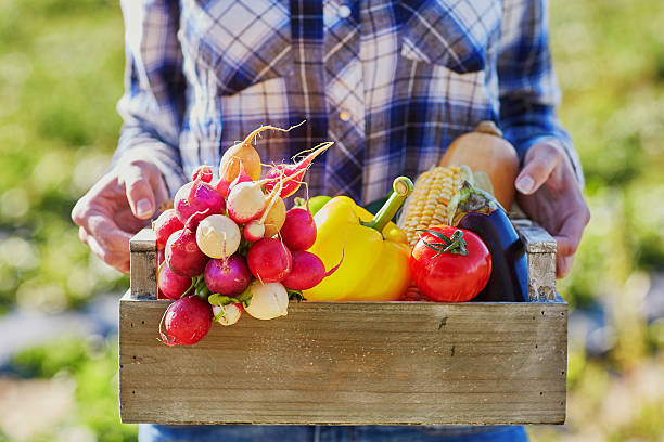 istock Woman with fresh organic vegetables from farm 519664588