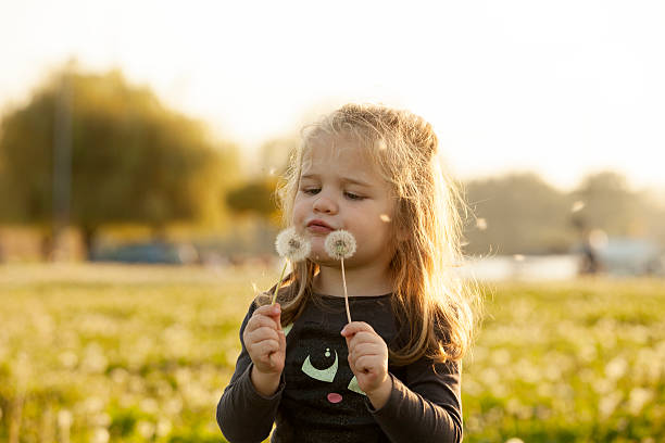 子供と遊ぶたんぽぽ花のフィールド上の芝生 ストックフォト