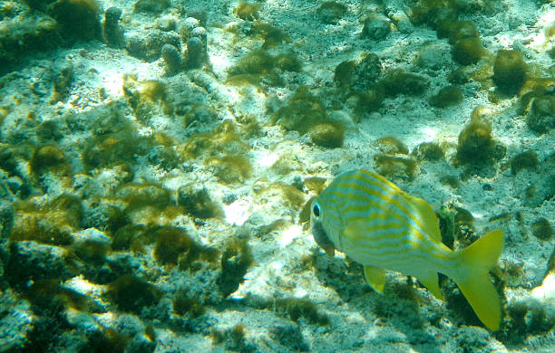 French Grunt Fish Yellow-striped saltwater tropical reef fish, the French Grunt french grunt photos stock pictures, royalty-free photos & images