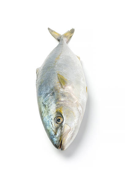 Fresh fish (hamachi fish)
