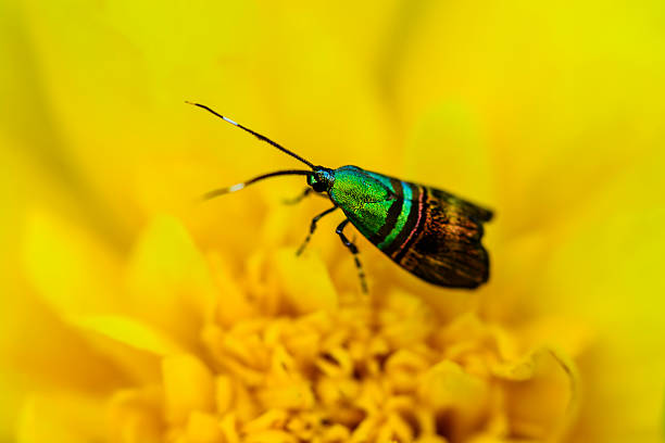 istock Metalic Butterfly on African Marigold 519666637