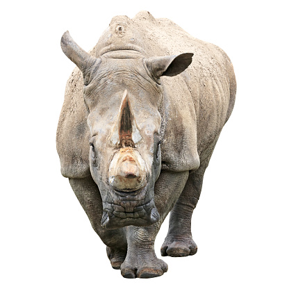 Front view of rhinoceros isolated on white with clipping path