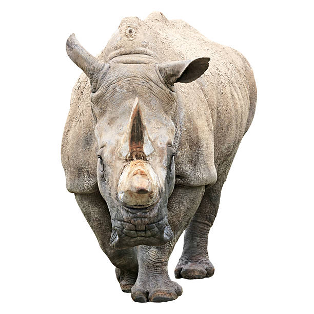 rhinoceros z ścieżka odcinania na białym tle - nosorożec biały zdjęcia i obrazy z banku zdjęć