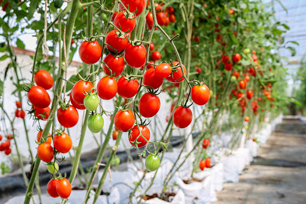 istock tomato plant in greenhouse 519677808