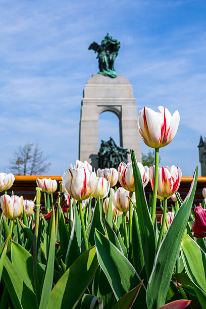 istock Tulips Festival in Ottawa 519678808