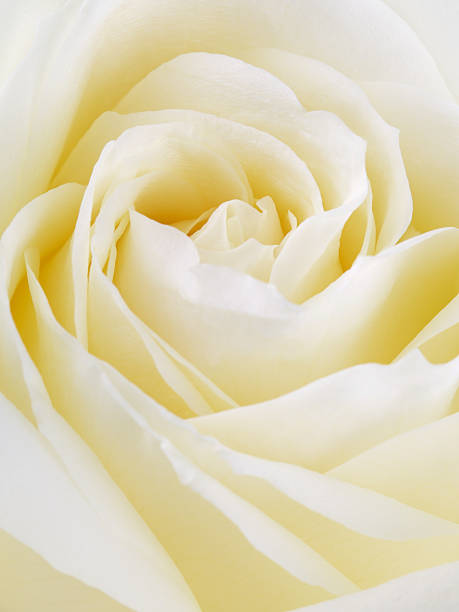 istock White Rose Flower Petals 519681522