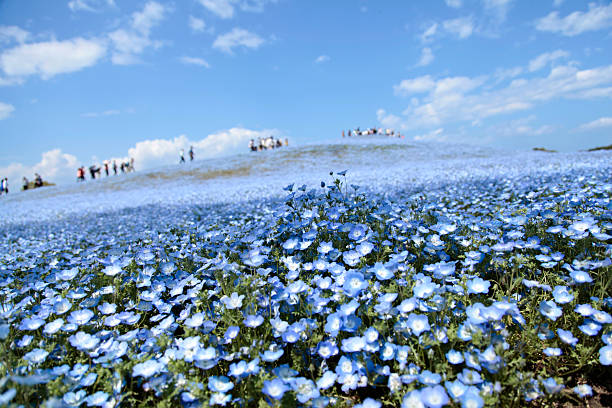 blue flowers beautiful flowers in early summer ibaraki prefecture stock pictures, royalty-free photos & images