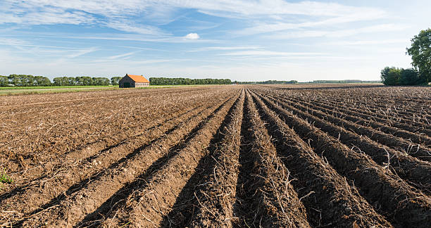 istock Potato field just before the harvest 519681837