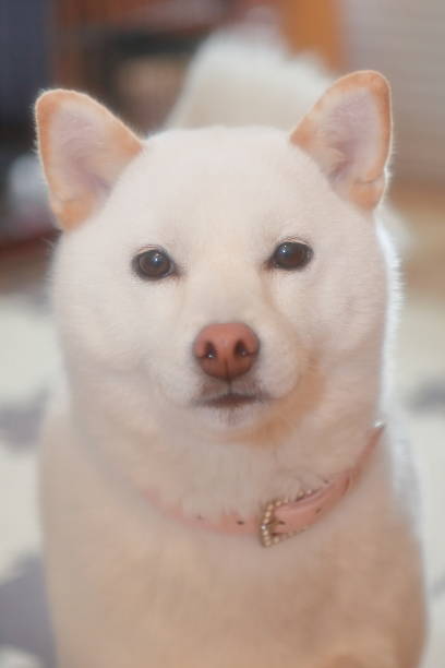 istock japanese shiba dog 519681934