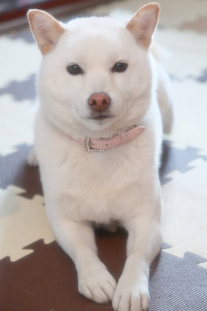 istock japanese shiba dog 519682010