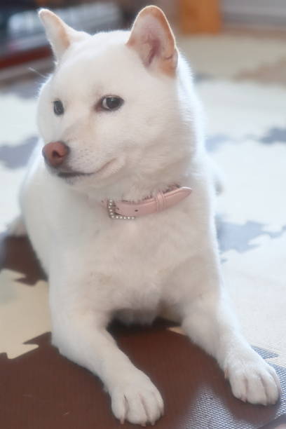 istock japanese shiba dog 519682048