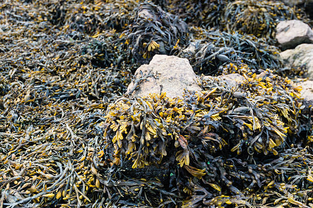 Bladderwrack growing on rocks from close Closeup of colorful bladder wrack growing on rock chunks and visible through the low tide. cut weed stock pictures, royalty-free photos & images