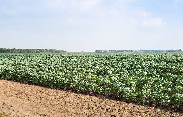 istock Partially harvested field with Brussels sprouts 519682205