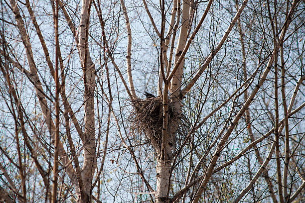 istock nest of a crow 519682471