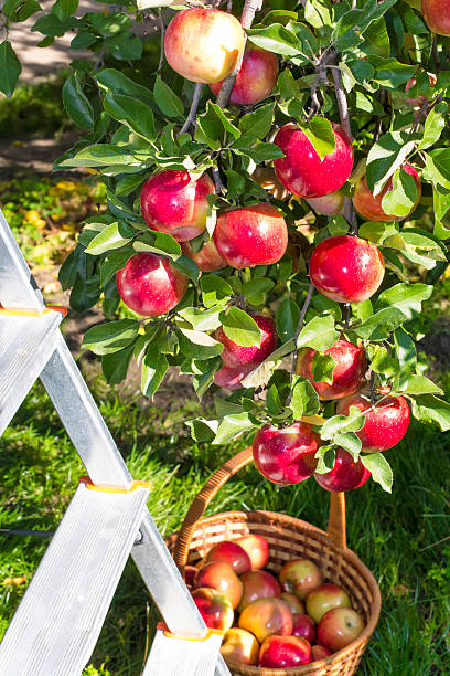 istock Reds ripe apples on apple in 519682517