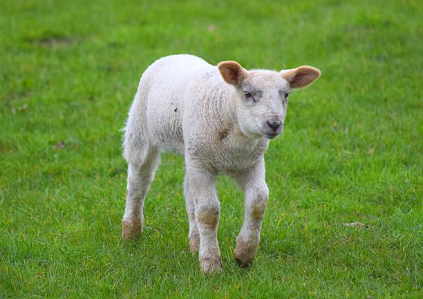 istock young lamb outdoors 519682566