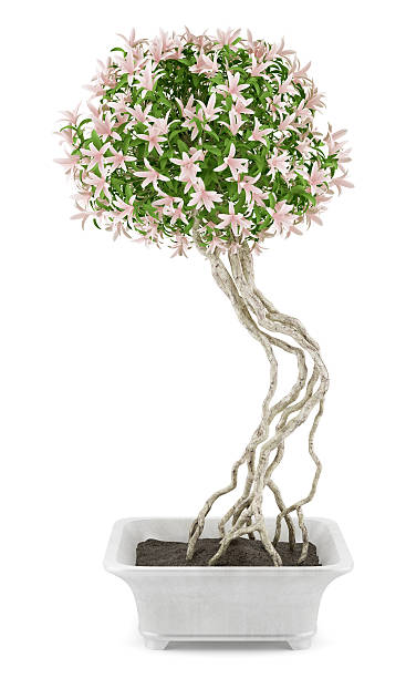 istock potted flowering tree isolated on white background 519682574