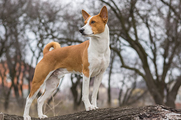 istock Basenji dog shows it's exterior standing on a tree branch 519682588