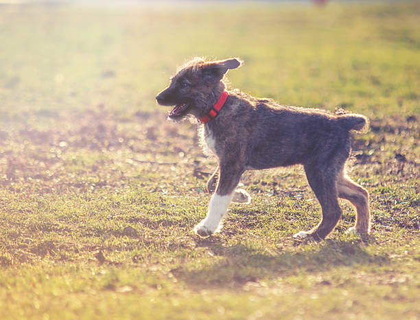 portrait de jeune jolie chien sur gazon - 7 week old photos et images de collection