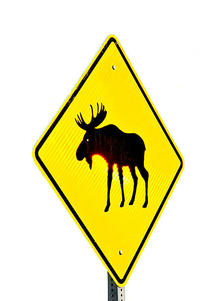 ムース クロッシング 警告標識光の効果 - moose crossing sign ストックフォトと画像